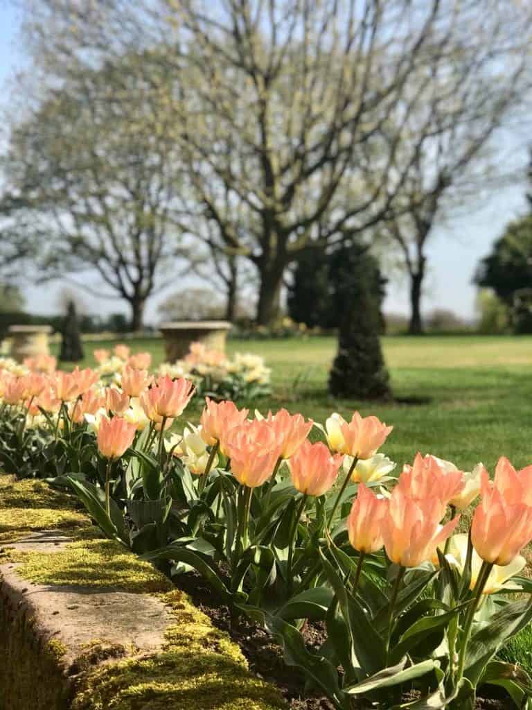 row of peach tulips in the toolerstone garden