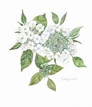white watercolour flowers