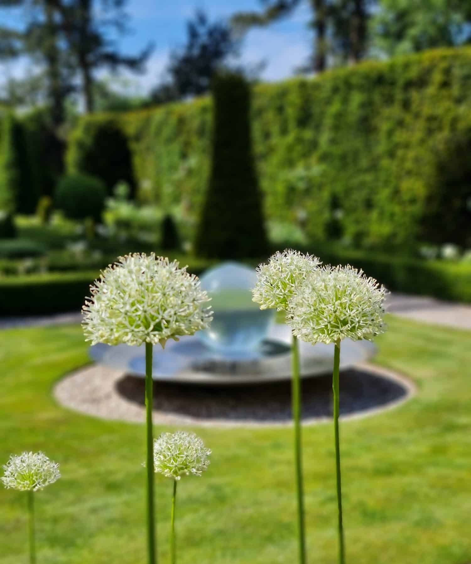 garden in summer