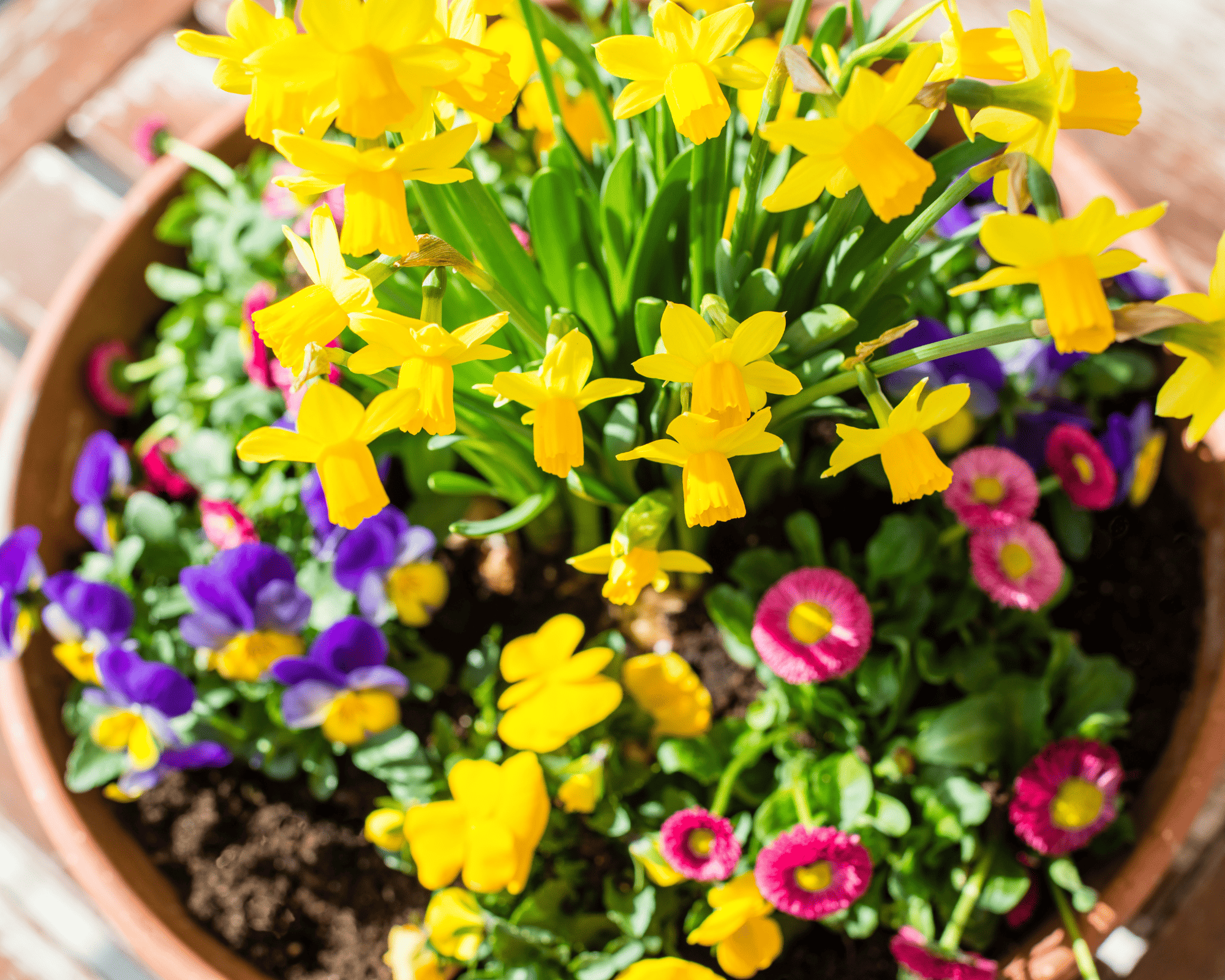 spring flowers in a flower pot