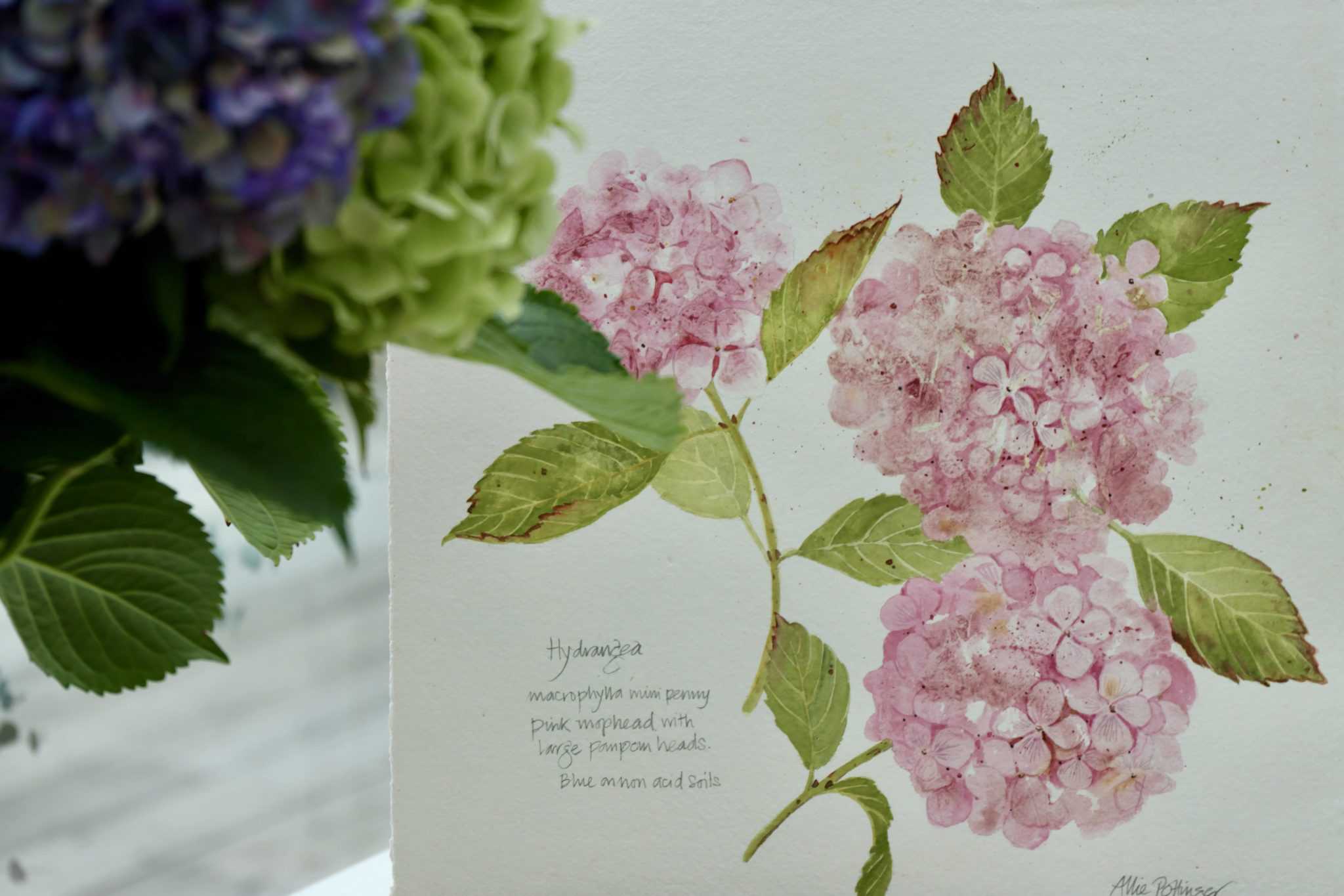 hydrangea watercolours