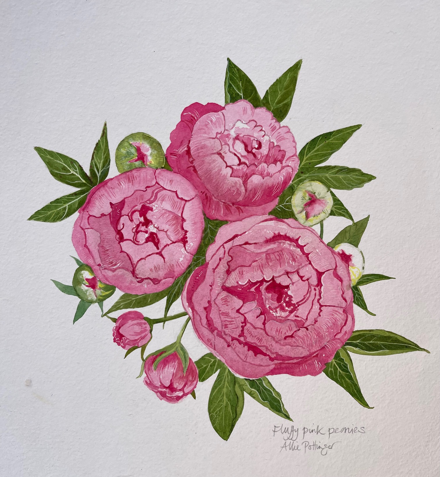 Watercolour painting of pink peonies
