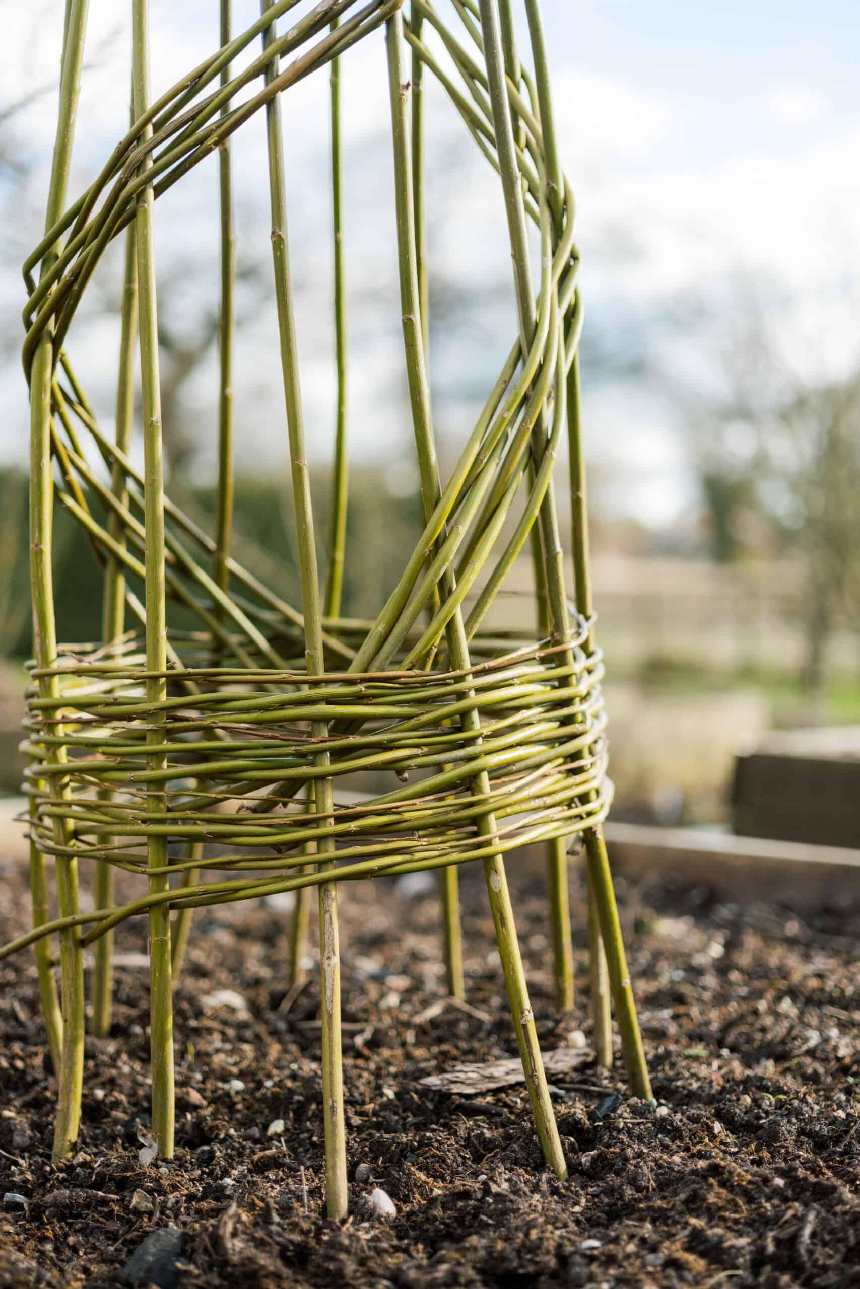 A base of a willow sculpture