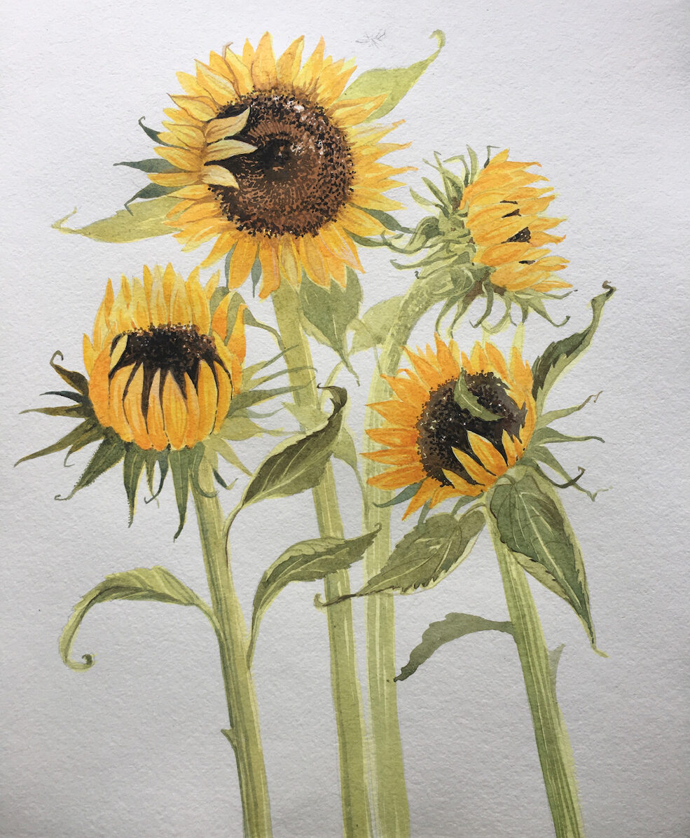Four sunflowers in watercolour by Allie
