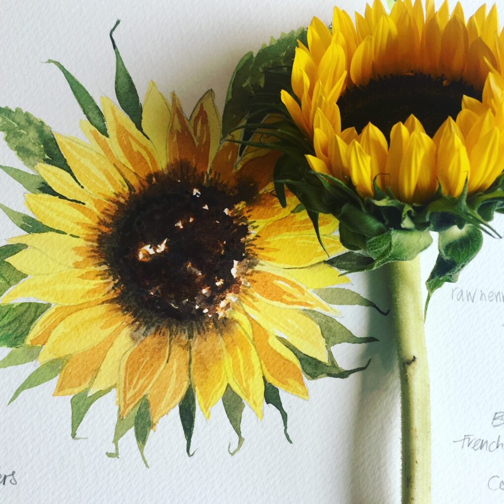 Watercolour painting of sunflowers by Allie